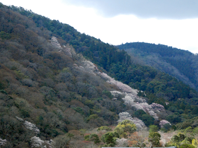 嵐山の桜