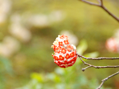 天龍寺の紅花三椏