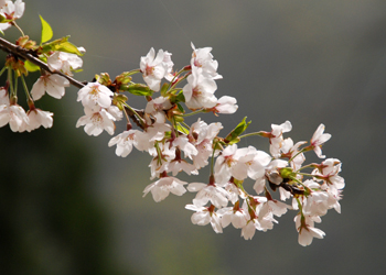 味土野の桜